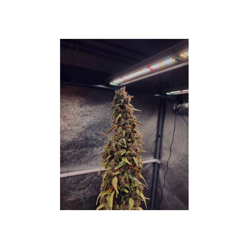 Sour Puffs Reg, Фасовка: 5, изображение 2